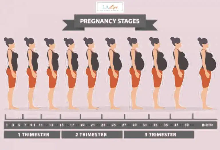 First Trimester (Weeks 1–12): Early Changes You Might Not Notice Diss